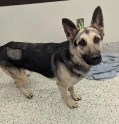 Shelter Stray Male Dog last seen Near Milton Ave, Alpharetta, GA, 1251 Fulton Industrial Blvd NW, Atlanta, GA 30336, USA