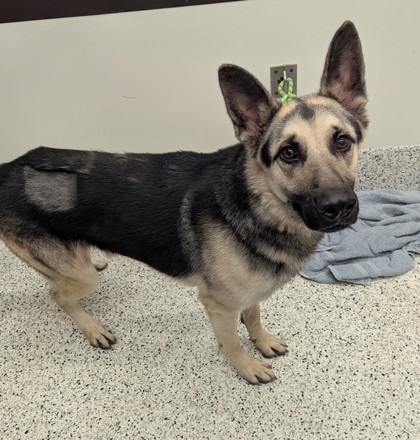 Shelter Stray Male Dog last seen Near Milton Ave, Alpharetta, GA, 1251 Fulton Industrial Blvd NW, Atlanta, GA 30336, USA