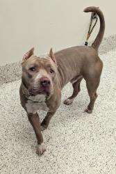Shelter Stray Male Dog last seen Near 7th st nw m/ Saint James Ave Nw, Atlanta, GA, 1251 Fulton Industrial Blvd NW, Atlanta, GA 30336, USA