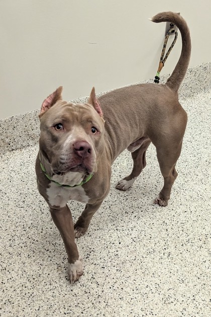 Shelter Stray Male Dog last seen Near 7th st nw m/ Saint James Ave Nw, Atlanta, GA, 1251 Fulton Industrial Blvd NW, Atlanta, GA 30336, USA