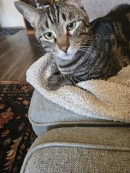 Lost Male Cat last seen Belleview and Federal, Littleton, CO 80123