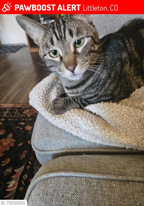 Lost Male Cat last seen Belleview and Federal, Littleton, CO 80123