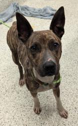 Shelter Stray Male Dog last seen Near Buffington Rd, South Fulton, GA, 1251 Fulton Industrial Blvd NW, Atlanta, GA 30336, USA