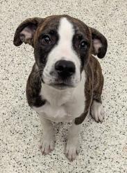 Shelter Stray Male Dog last seen Near Spring Street NW, Atlanta, GA, 1251 Fulton Industrial Blvd NW, Atlanta, GA 30336, USA