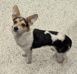 Shelter Stray Male Dog last seen Near WISTERIA LN SW, Atlanta, GA, 1251 Fulton Industrial Blvd NW, Atlanta, GA 30336, USA