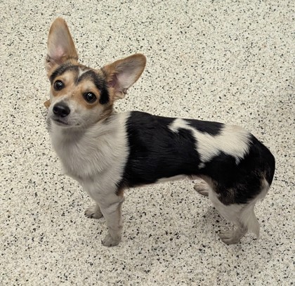 Shelter Stray Male Dog last seen Near WISTERIA LN SW, Atlanta, GA, 1251 Fulton Industrial Blvd NW, Atlanta, GA 30336, USA