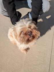 Shelter Stray Male Dog last seen Near Marsham Drive, College Park, GA, 1251 Fulton Industrial Blvd NW, Atlanta, GA 30336, USA