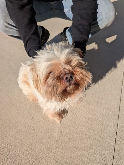 Shelter Stray Male Dog last seen Near Marsham Drive, College Park, GA, 1251 Fulton Industrial Blvd NW, Atlanta, GA 30336, USA