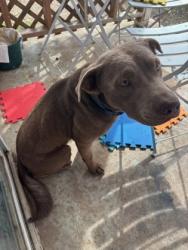 Shelter Stray Male Dog last seen Near Green Ridge St, South District, TX, 355 Hillshire Dr, Haslet, TX 76052, USA