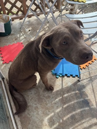 Shelter Stray Male Dog last seen Near Green Ridge St, South District, TX, 355 Hillshire Dr, Haslet, TX 76052, USA