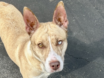 Shelter Stray Female Dog last seen FLOATING LEAF DR, HUTTO, City of Hutto, TX, 1855 SE Inner Loop, Georgetown, TX 78626, USA