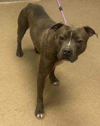 Shelter Stray Male Dog last seen Near Lakepoint Place, 30088, GA, 3280 Chamblee Dunwoody Rd, Chamblee, GA 30341, USA