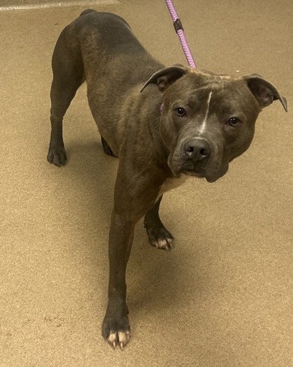 Shelter Stray Male Dog last seen Near Lakepoint Place, 30088, GA, 3280 Chamblee Dunwoody Rd, Chamblee, GA 30341, USA