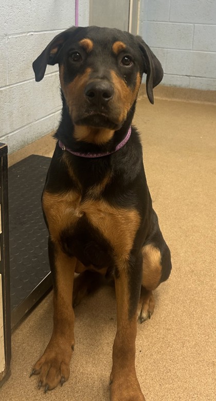 Shelter Stray Male Dog last seen Near Housworth Dr, 30038, GA, 3280 Chamblee Dunwoody Rd, Chamblee, GA 30341, USA