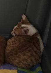 Shelter Stray Unknown Cat last seen Near Merry ln NE Atlanta, ga 30329, 30329, GA, 3280 Chamblee Dunwoody Rd, Chamblee, GA 30341, USA