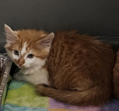 Shelter Stray Unknown Cat last seen Near Merry ln NE Atlanta, ga 30329, 30329, GA, 3280 Chamblee Dunwoody Rd, Chamblee, GA 30341, USA