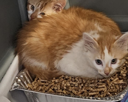 Shelter Stray Unknown Cat last seen Near Merry ln NE Atlanta, ga 30329, 30329, GA, 3280 Chamblee Dunwoody Rd, Chamblee, GA 30341, USA