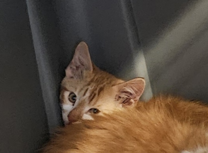 Shelter Stray Unknown Cat last seen Near Merry ln NE Atlanta, ga 30329, 30329, GA, 3280 Chamblee Dunwoody Rd, Chamblee, GA 30341, USA