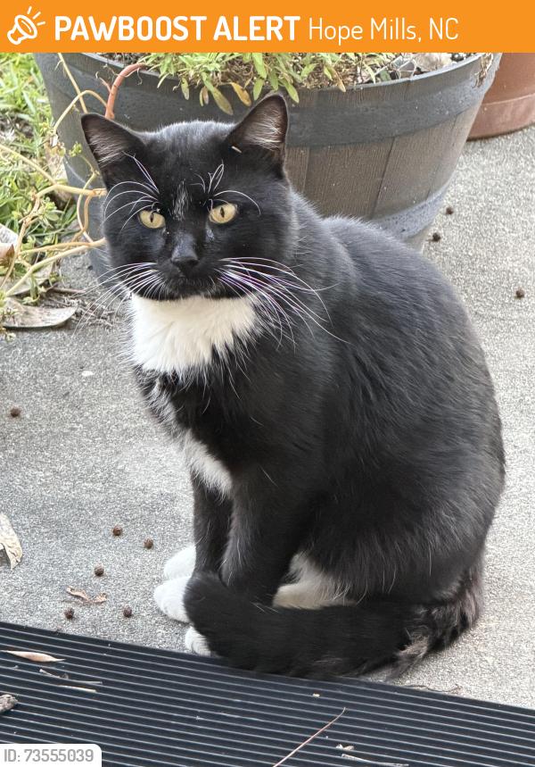 Found/Stray Unknown Cat last seen Near Pringle way, Hope Mills NC, Hope Mills, NC 28348