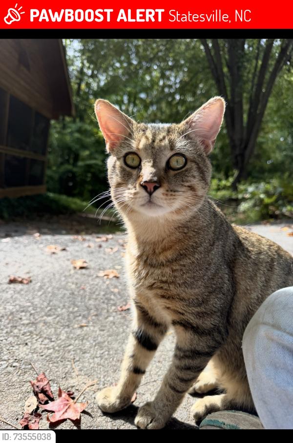 Lost Male Cat last seen Pineville and E Mombo, Statesville, NC 28677