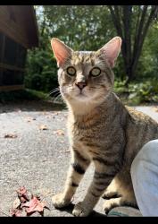 Lost Male Cat last seen Pineville and E Mombo, Statesville, NC 28677