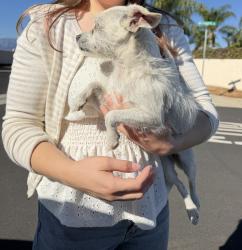 Reunited Female Dog last seen Southridge, Fontana, CA 92337