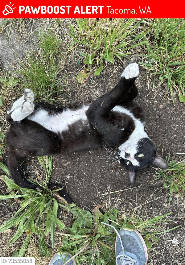 Lost Male Cat last seen 18th and Yakima, Tacoma, WA 98405