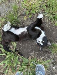 Lost Male Cat last seen 18th and Yakima, Tacoma, WA 98405