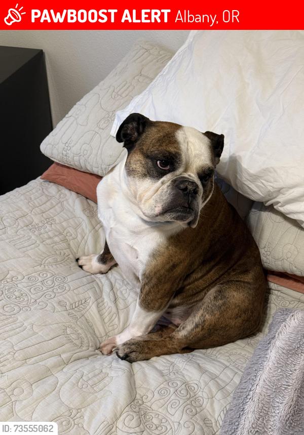 Lost Female Dog last seen Linn Benton Community College, Albany, OR 97321