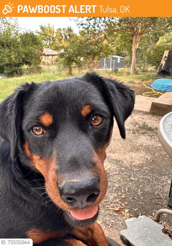 Found/Stray Female Dog last seen Near McClure Park, Tulsa, OK 74103