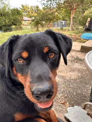 Found/Stray Female Dog last seen Near McClure Park, Tulsa, OK 74103