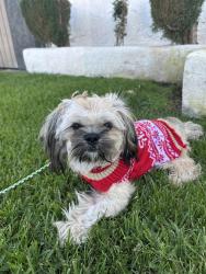 Lost Male Dog last seen Wheeler, La Verne, CA 91750