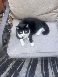 Lost Female Cat last seen E Washington St, O'Fallon, IL 62269