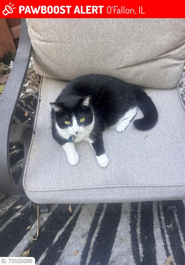 Lost Female Cat last seen E Washington St, O'Fallon, IL 62269