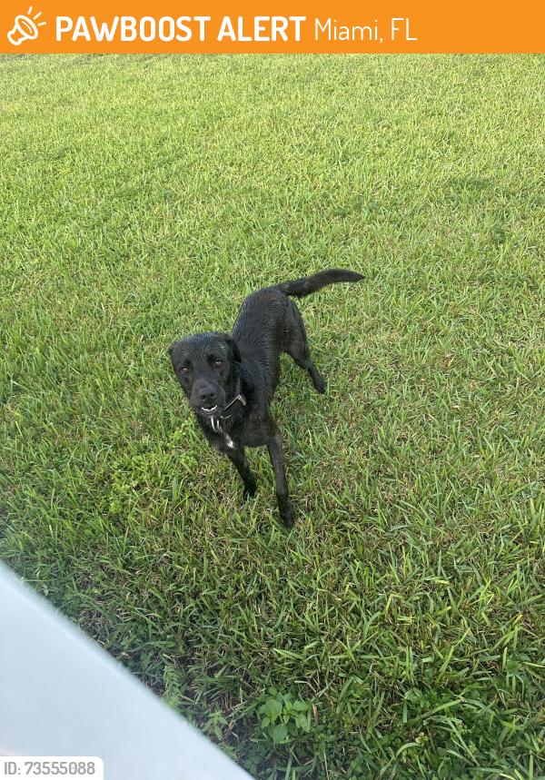 Found/Stray Male Dog last seen By black creek canal 208th street, Miami, FL 33177