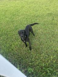 Found/Stray Male Dog last seen By black creek canal 208th street, Miami, FL 33177