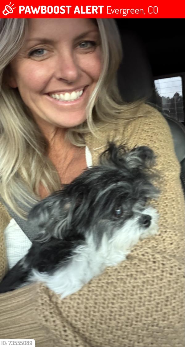 Lost Male Dog last seen Ponderosa, Evergreen, CO 80439