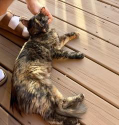 Found/Stray Female Cat last seen Near n mulligan ave, Chicago, IL 60646