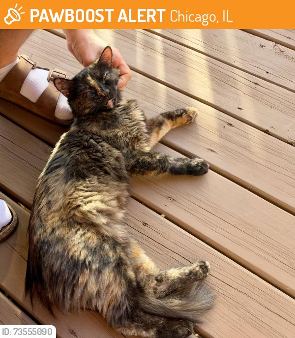 Found/Stray Female Cat last seen Near n mulligan ave, Chicago, IL 60646