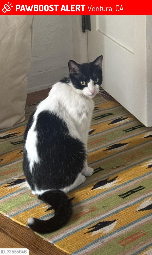 Lost Male Cat last seen OCEAN AVENUE + CORONADO STREET, Ventura, CA 93001