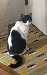 Lost Male Cat last seen OCEAN AVENUE + CORONADO STREET, Ventura, CA 93001