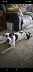 Found/Stray Male Dog last seen Gresham lake, Coxindale Dr,  27614