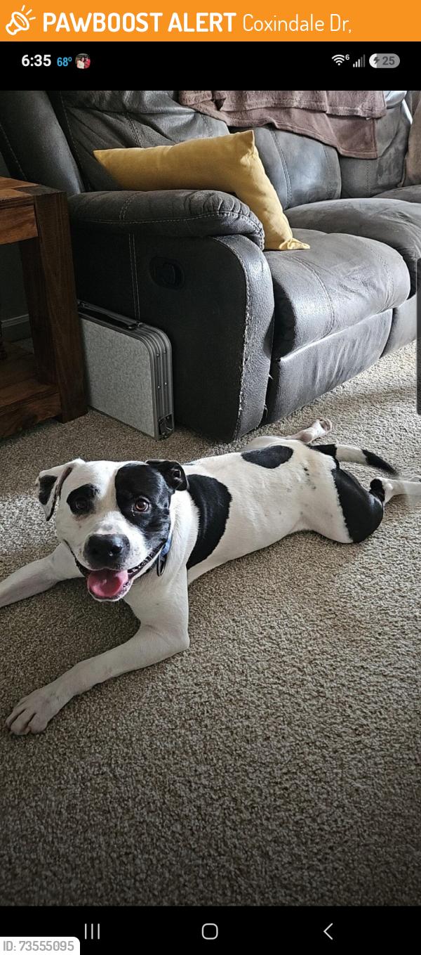 Found/Stray Male Dog last seen Gresham lake, Coxindale Dr,  27614
