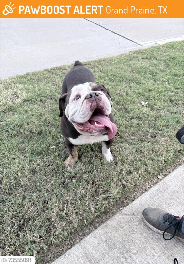 Found/Stray Male Dog last seen Balaton Ct and Ladoga Dr, Grand Prairie, TX 75054