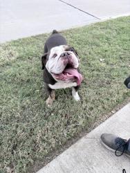Found/Stray Male Dog last seen Balaton Ct and Ladoga Dr, Grand Prairie, TX 75054