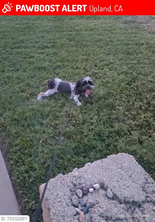 Lost Male Dog last seen Mountain and baseline, Upland, CA 91784