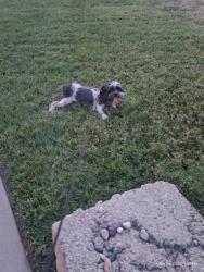 Lost Male Dog last seen Mountain and baseline, Upland, CA 91784