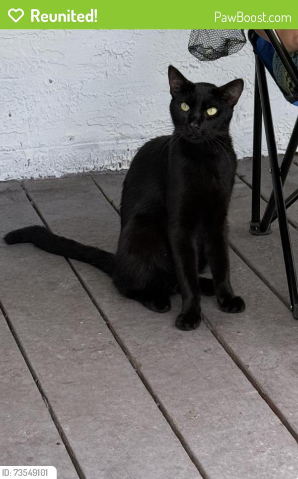 Reunited Male Cat last seen Near E Frierson ave Tampa Fl, Tampa, FL 33610