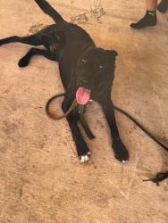 Found/Stray Male Dog last seen SW 60th Ave and SW 2nd Street, Miami, FL 33144