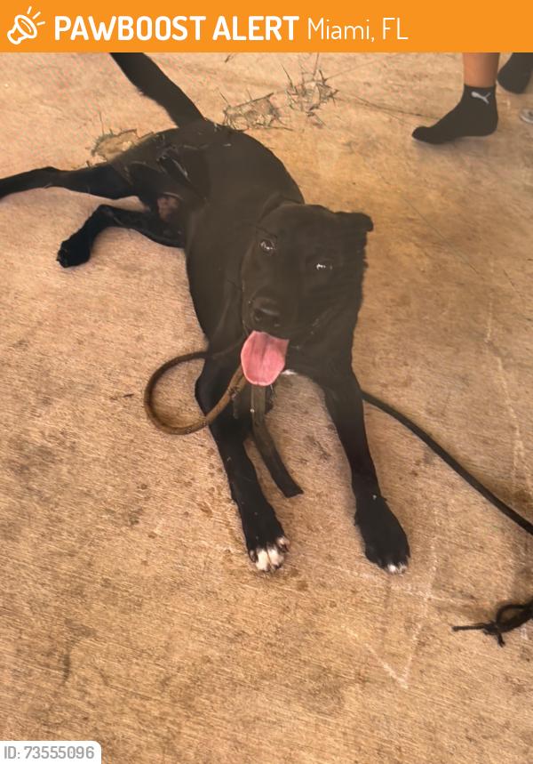 Found/Stray Male Dog last seen SW 60th Ave and SW 2nd Street, Miami, FL 33144